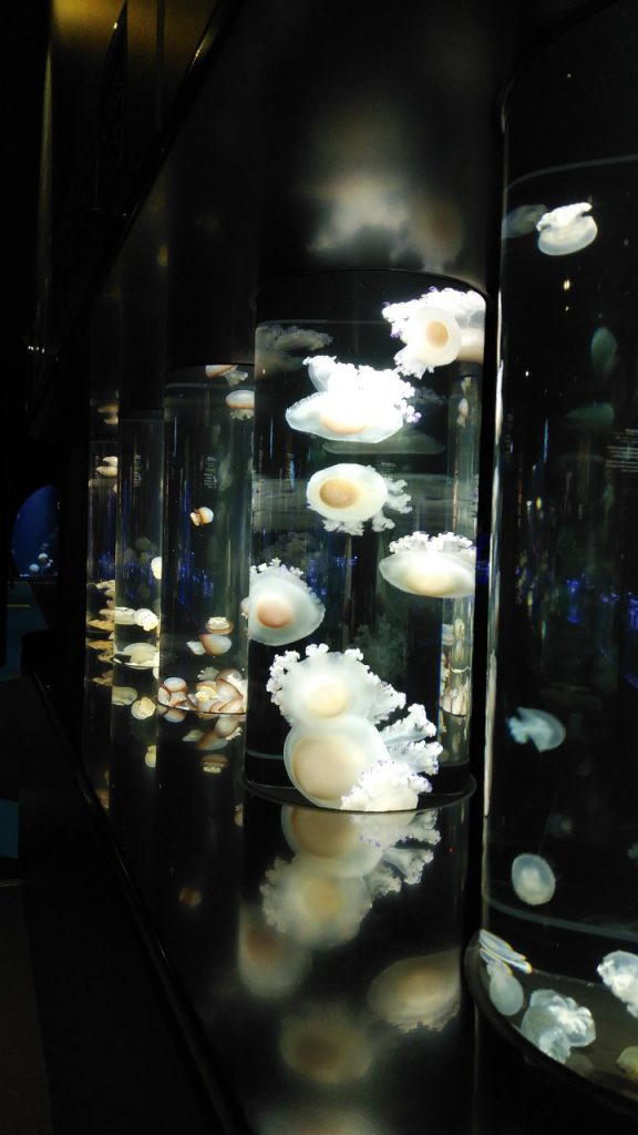 クラゲ展示世界一　加茂水族館