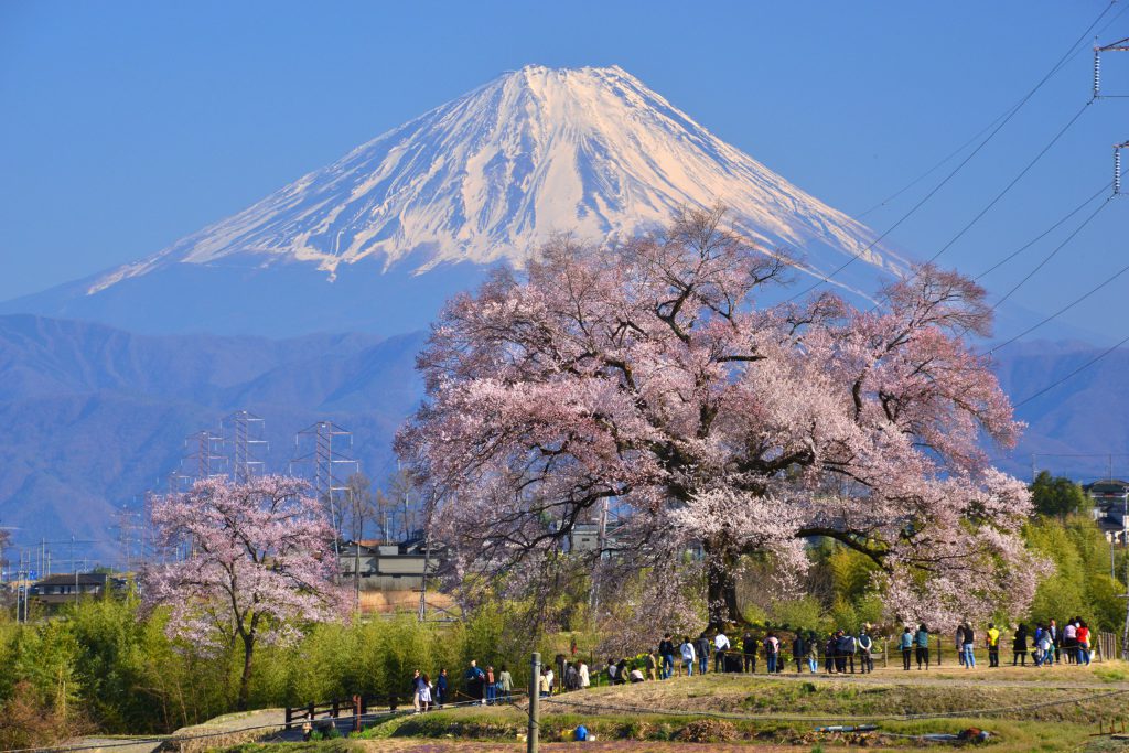 わに塚の桜