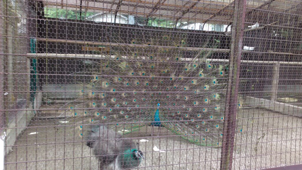 池田動物園